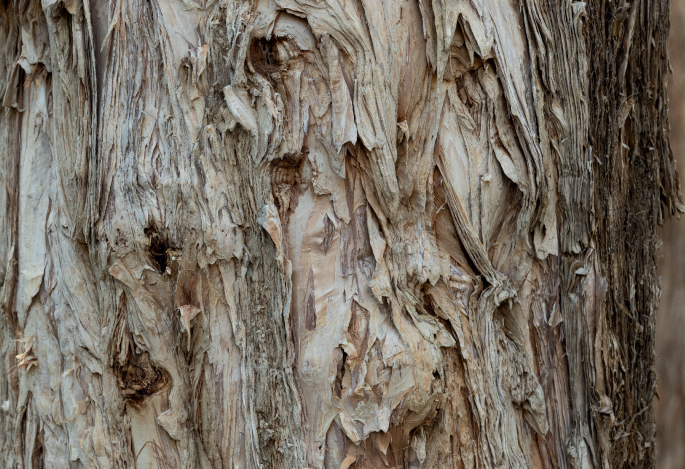 Tree bark microbiota in climate-active gas cycling - Nature Reviews Microbiology