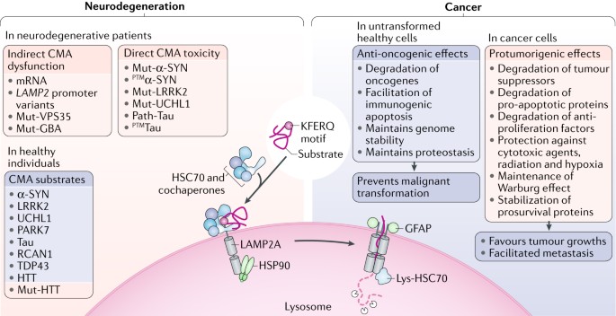 chaperone mediated autophagy