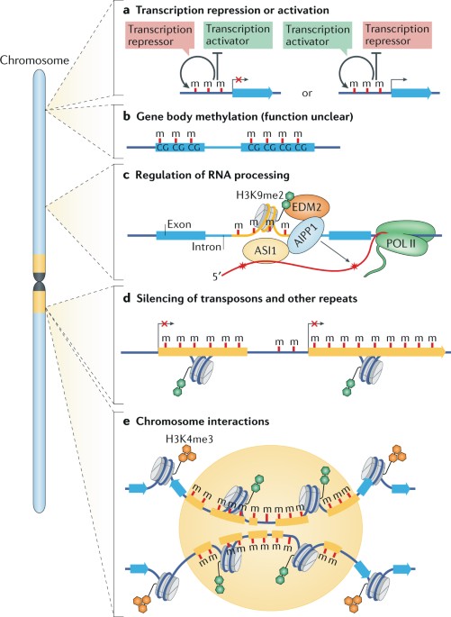 dynamics and function of dna methylation in plants nature reviews