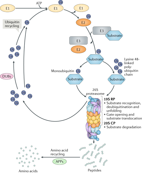 An abundance of free regulatory (19S) proteasome particles