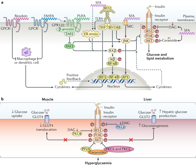 Metabolites As Regulators Of Insulin Sensitivity And Metabolism Nature Reviews Molecular Cell Biology