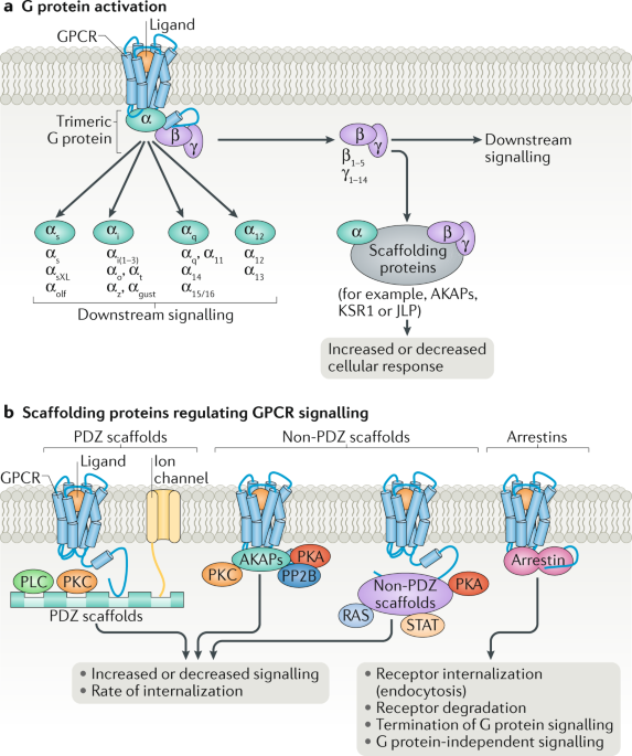 mechanisms of signalling and biased agonism in g protein coupled g protein coupled receptors