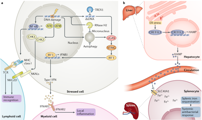 Linking Cellular Stress Responses To Systemic Homeostasis | Nature ...