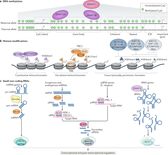 Functions and mechanisms of epigenetic inheritance in animals