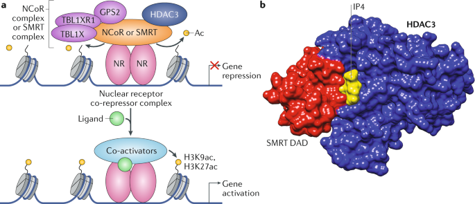 HDAC activity is required during LR development. (A) In