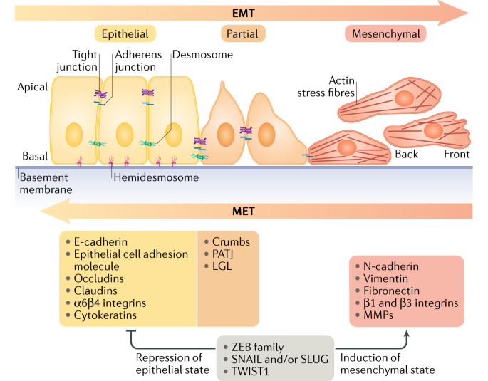 New insights into the mechanisms of epithelial–mesenchymal 