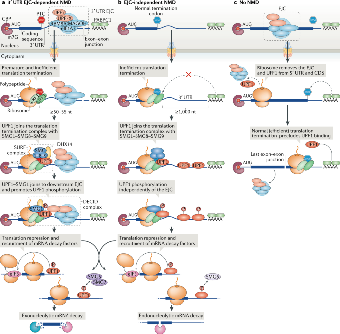 Quality and quantity control of gene expression by nonsense-mediated mRNA decay