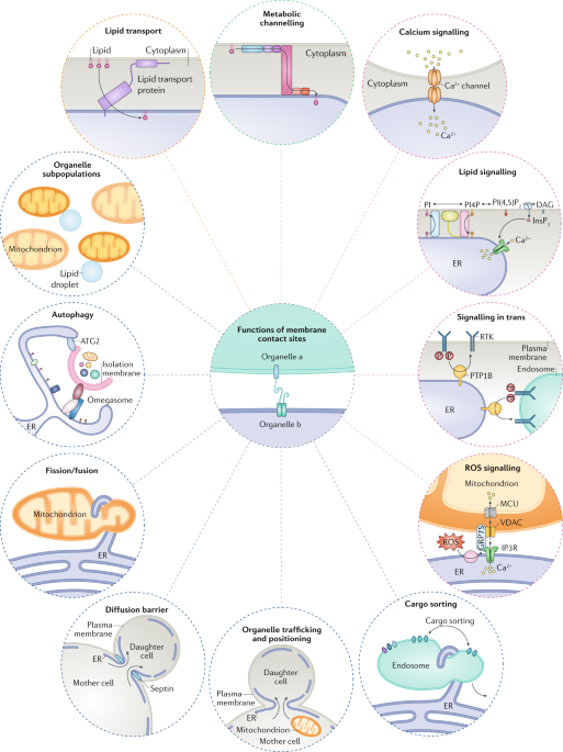 The functional universe of membrane contact sites