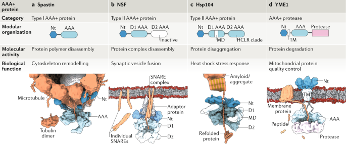 The Molecular Principles Governing The Activity And Functional Diversity Of Aaa Proteins Nature Reviews Molecular Cell Biology