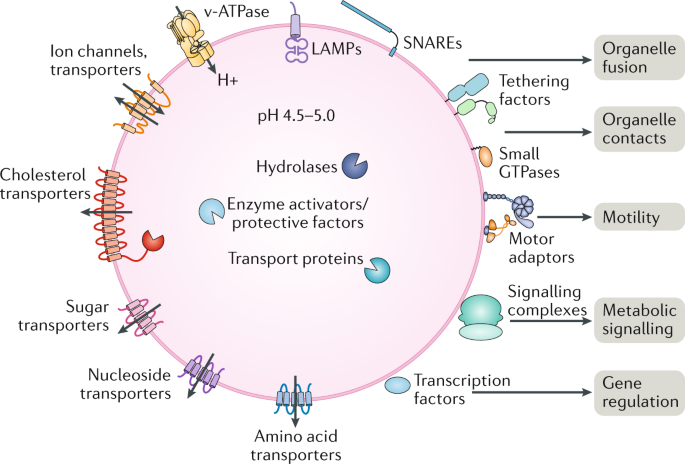 Animal Cell Membrane Degrading Enzyme / Aspergillus Enzymes Involved In Degradation Of Plant Cell Wall Polysaccharides Microbiology And Molecular Biology Reviews / Maybe you would like to learn more about one of these?