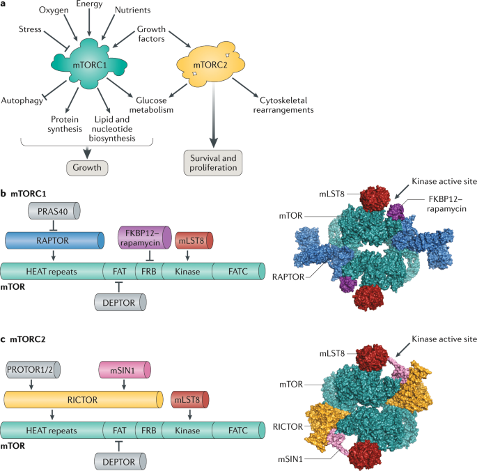 mTOR at the nexus of nutrition, growth, ageing and disease