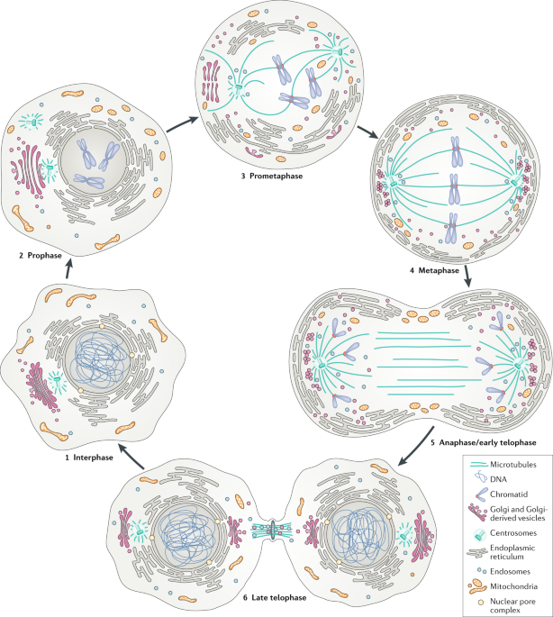 Nucleus Of An Animal Cell Going Through Mitosis - Caner Like The Zodiac I M Cancer The Crab There S : Maybe you would like to learn more about one of these?