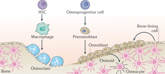 Mechanisms of bone development and repair | Nature Reviews Molecular Cell Biology Mechanisms of bone development and repair | Nature Reviews Molecular Cell Biology