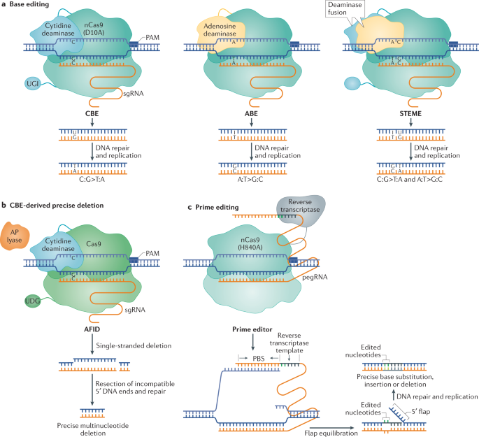 Applications of CRISPR–Cas in agriculture and plant biotechnology | Nature Reviews Molecular Cell Biology