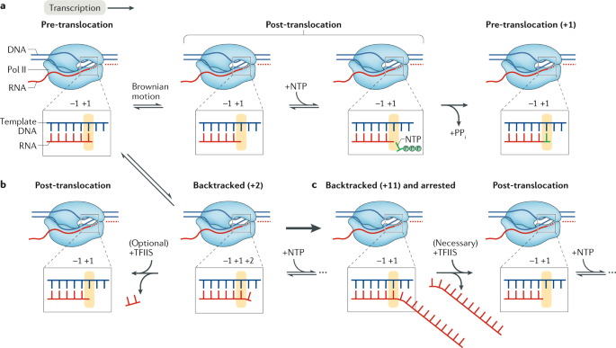 Causes and consequences of RNA polymerase II stalling during transcript  elongation | Nature Reviews Molecular Cell Biology