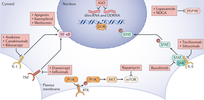 Cellular senescence in ageing: from mechanisms to therapeutic opportunities