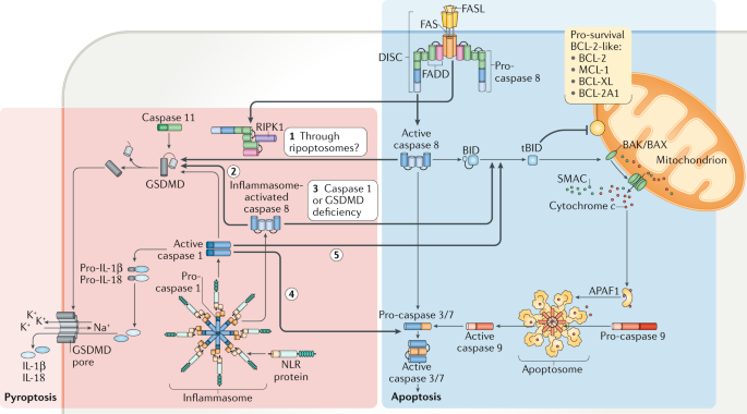 Programmed cell death 50 (and beyond)