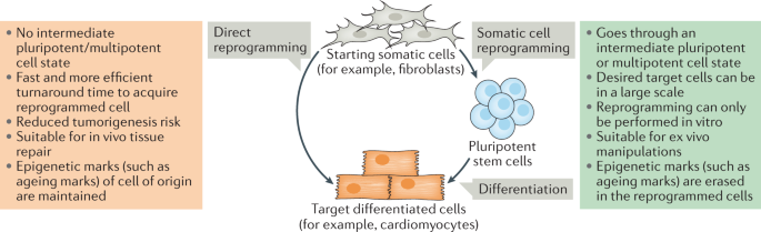 Direct cell reprogramming: approaches, mechanisms and progress | Nature  Reviews Molecular Cell Biology
