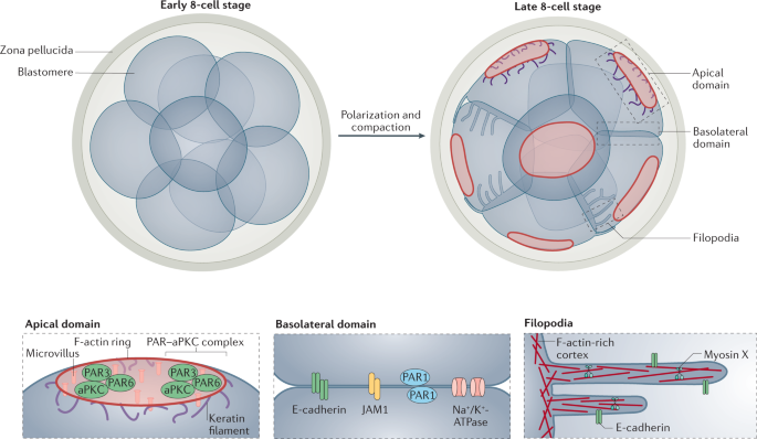 Cytoskeletal Control Of Early Mammalian Development Nature Reviews Molecular Cell Biology Cytoskeletal Control Of Early Mammalian Development Nature Reviews Molecular Cell Biology