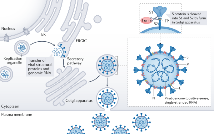 CD209L/L-SIGN and CD209/DC-SIGN Act as Receptors for SARS-CoV-2