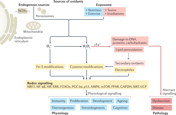 Defining roles of specific reactive oxygen species (ROS) in cell biology  and physiology