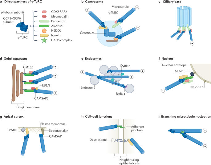 Mechanisms of microtubule organization in differentiated animal cells |  Nature Reviews Molecular Cell Biology