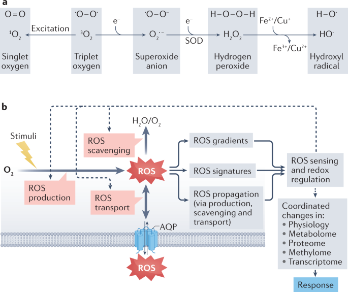 Reactive oxygen species signalling in plant stress responses | Nature  Reviews Molecular Cell Biology
