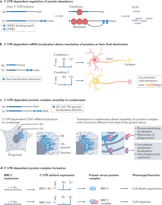 Context-specific regulation and function of mRNA alternative  polyadenylation