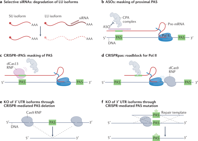 Context-specific regulation and function of mRNA alternative  polyadenylation