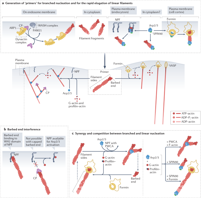 PDF) The Arp1/11 minifilament of dynactin primes the endosomal