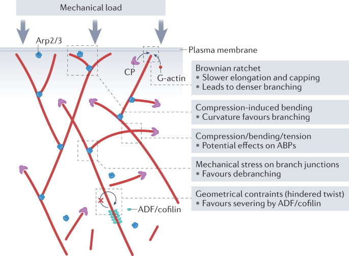 PDF) The Arp1/11 minifilament of dynactin primes the endosomal