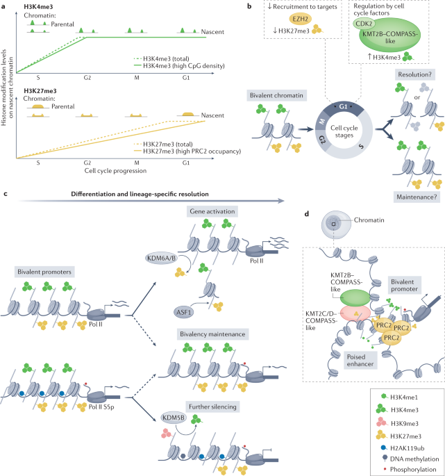 Dissecting MENIN in bivalent gene regulation