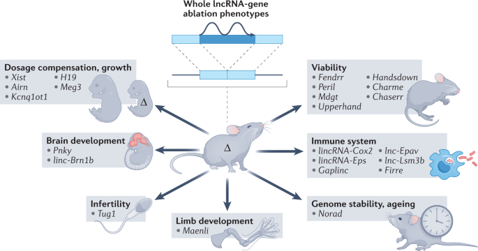 Long non-coding RNAs: definitions, functions, challenges and  recommendations