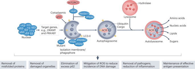 Full article: Interactions of Autophagy and the Immune System in Health and  Diseases