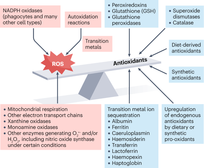 Understanding mechanisms of antioxidant action in health and disease