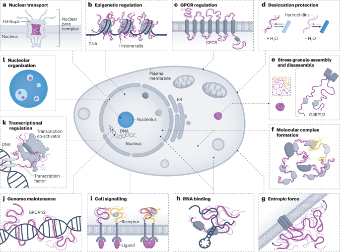 Loose associations - Definition and Examples - Biology Online