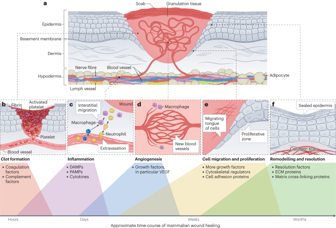 Cellular and molecular mechanisms of skin wound healing | Nature 