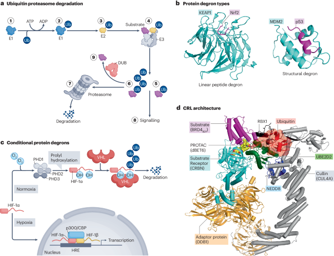 Targeted protein degradation: from mechanisms to clinic - Nature Reviews Molecular Cell Biology