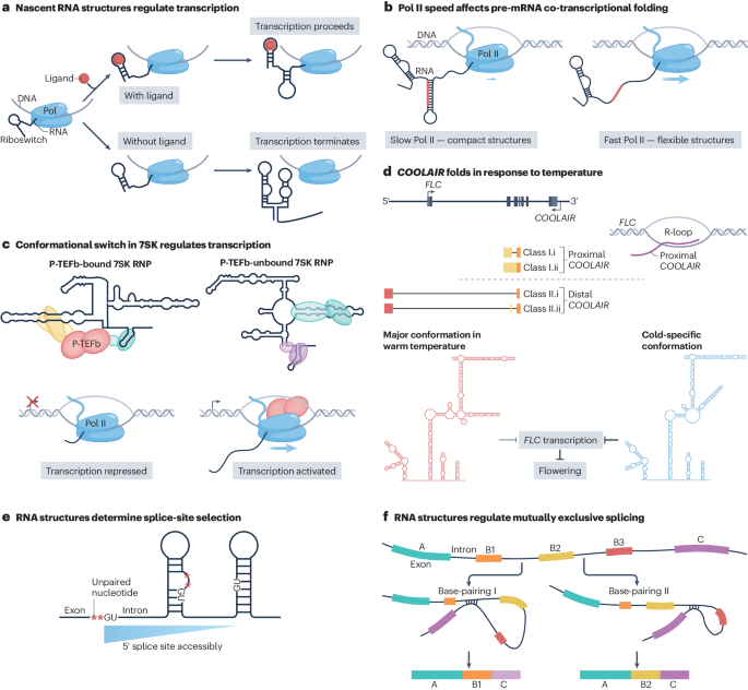 Identification of rna structures and their roles in rna functions