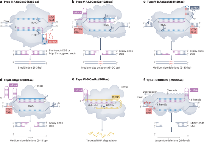 Crispr–cas applications in agriculture and plant research