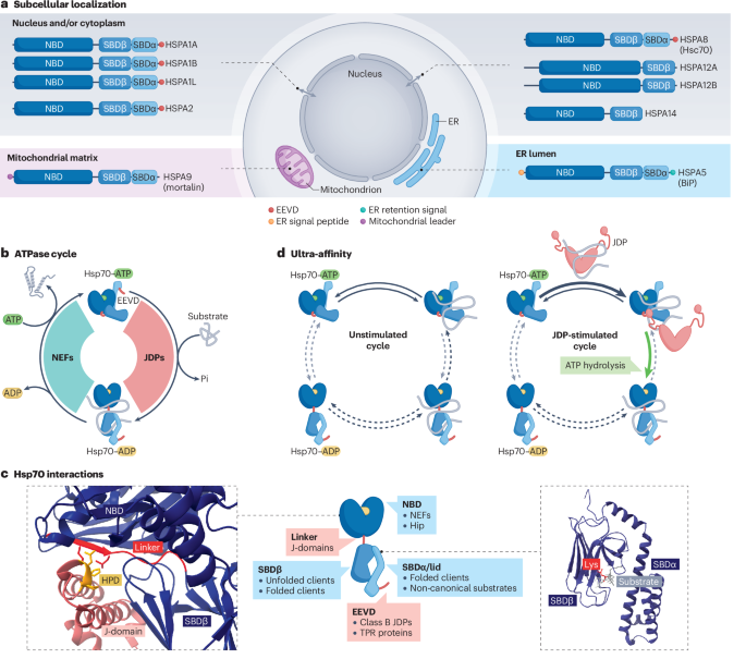 Mechanisms and regulation of the Hsp70 chaperone network