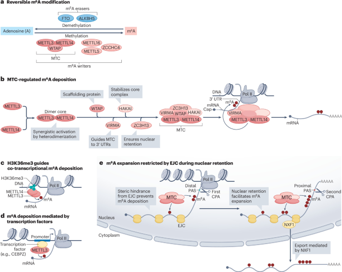 Molecular functions, cellular responses and pathological implications of the RNA modification N6-methyladenosine