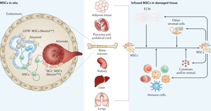 endelse tonehøjde butik Immunoregulatory mechanisms of mesenchymal stem and stromal cells in  inflammatory diseases | Nature Reviews Nephrology