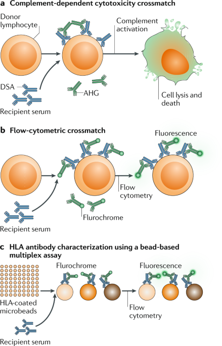 Hla In Transplantation Nature Reviews Nephrology