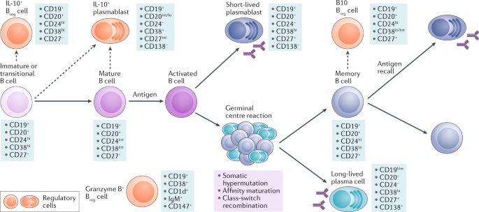 Effector and regulatory B cells in immune-mediated kidney disease | Nature  Reviews Nephrology