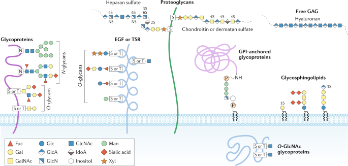 Glycosylation In Health And Disease Nature Reviews Nephrology