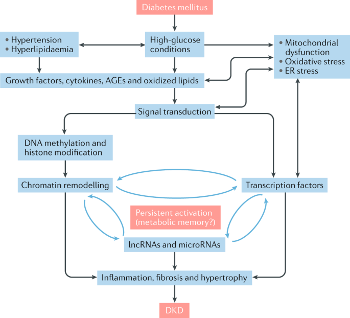 elve a diabetes mellitus kezelésében