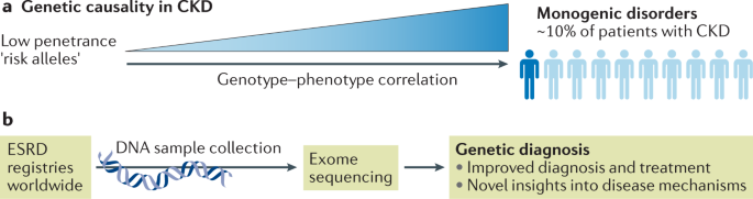 Introducing routine genetic testing for patients with ckd
