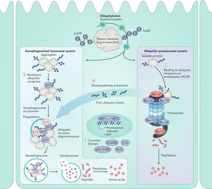 The ubiquitin–proteasome system in kidney physiology and disease