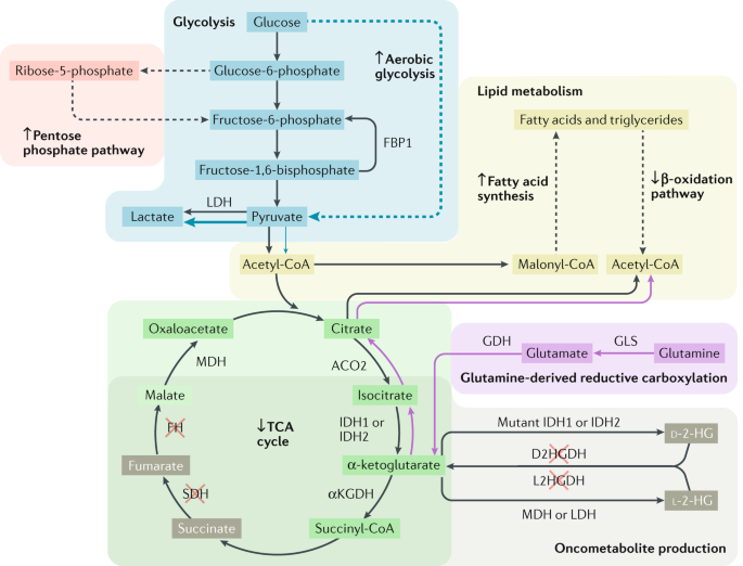 Oncometabolites in renal cancer